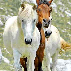 by Aleksandar Kordic - Animals Horses