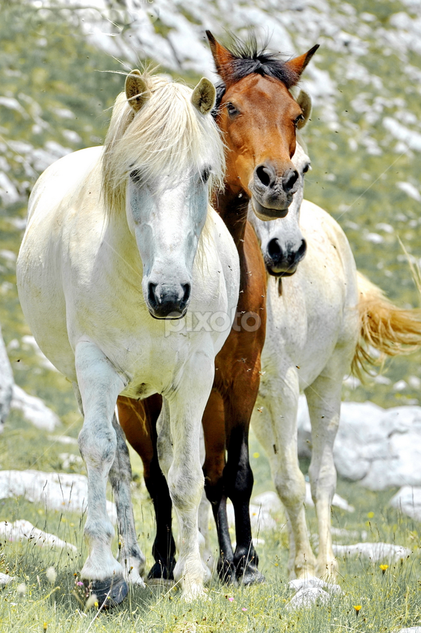 by Aleksandar Kordic - Animals Horses