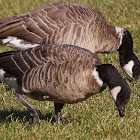 Aleutian Cackling Goose