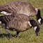 Aleutian Cackling Goose