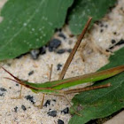 Slant-faced grasshopper
