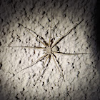 Flat Spider