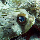 Long-spine Porcupinefish