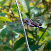 Black Saddlebags dragonfly (male)
