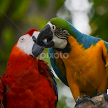 Macaw in love by Deven Dadbhawala -  
