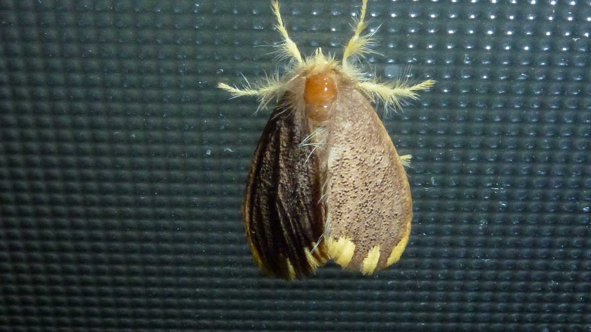 Lymantriidae  Moth