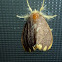Lymantriidae  Moth