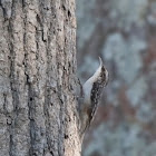 Brown Creeper