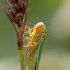 The green leafhopper