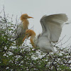 cattle egret