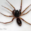 Ant Mimic/Ground Sac Spider