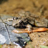 Southern Leopard Frog