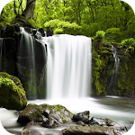 Cover Image of Download Relax Forest ~ Nature Sounds  APK