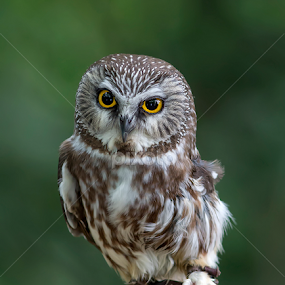 by Jean Verret - Animals Birds