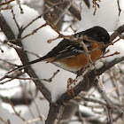 Spotted Towhee - male