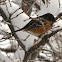 Spotted Towhee - male