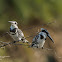 Pied Kingfisher (Male & Female)