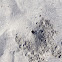 Small burrow and footprints