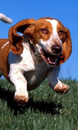 Basset Hounds Jigsaw Puzzle