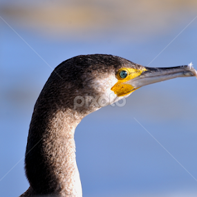 No Fread by Joaquim Martins Araujo - Animals Birds