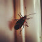 Boxelder bug