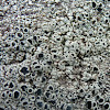 Hoary Rosette Lichen