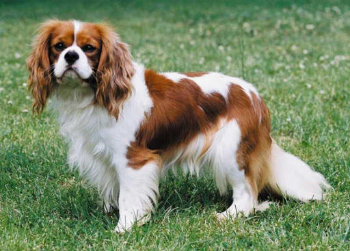 King Charles Spaniel Dog