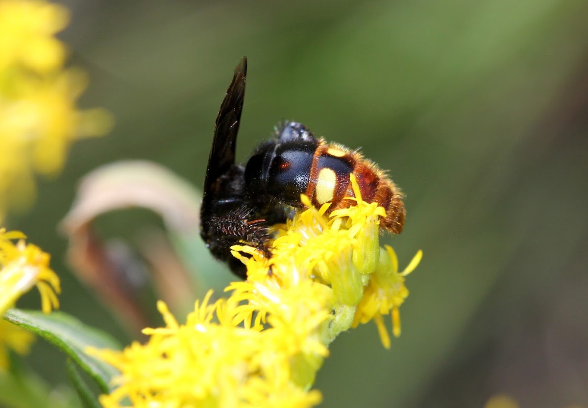 Blue-winged Wasp