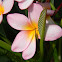 frangipani, bunga kamboja