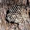Paper wasp hive
