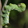 Tobacco Hornworm/Carolina Sphinx Moth Larvae
