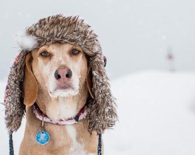 Best Dogs Wallpapers 2 Screenshots 0