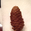 Pine cone