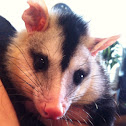 Gambá, gambá de orelha branca, opossum