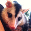 Gambá, gambá de orelha branca, opossum