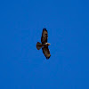 Common Buzzard