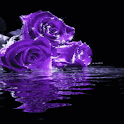 Purple Roses Live Wallpaper
