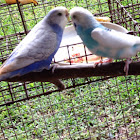 Parakeets  (Budgerigar)