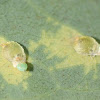 Scale insect