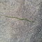 Rough Green Snake