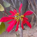 Red Flower ( Unknown )