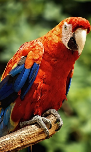 Parrots Live Wallpaper