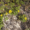 Beach sunflower plant