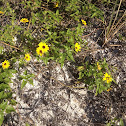 Beach sunflower plant