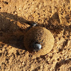 Sri Lankan Dung Beetle