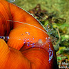 Graceful Anemone Shrimp