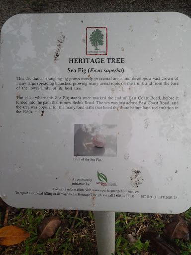 Heritage Tree -  Sea Fig