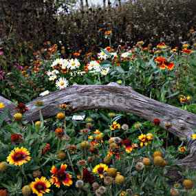 Flowers and Wood by Marsha Biller - Flowers Flower Gardens