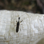 Long-necked Seed Bug