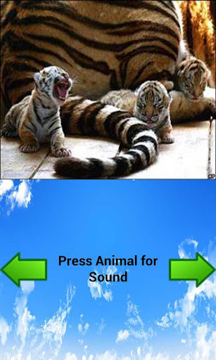 Animal Sounds